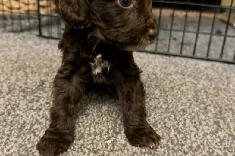 Cockapoo