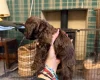 Cockapoo
