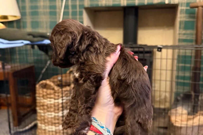 Cockapoo