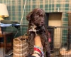 Cockapoo