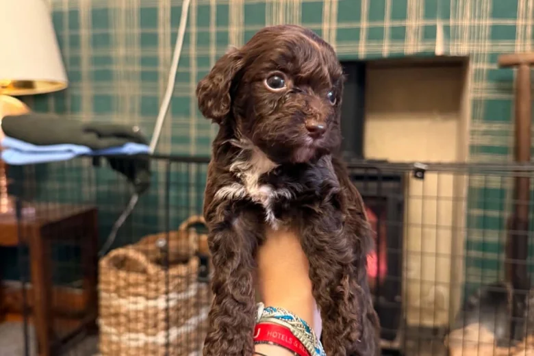 Cockapoo