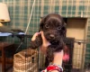 Cockapoo