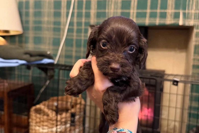 Cockapoo