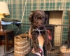 Cockapoo