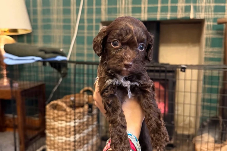 Cockapoo