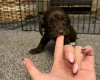 Cockapoo