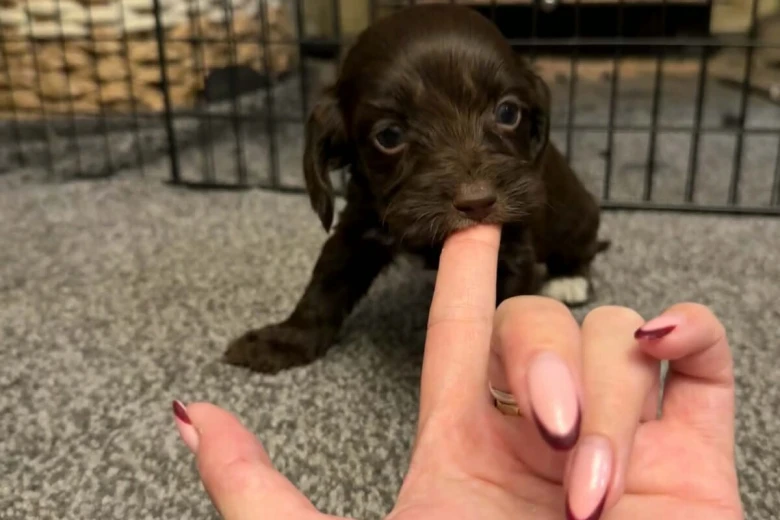 Cockapoo