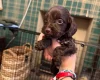 Cockapoo