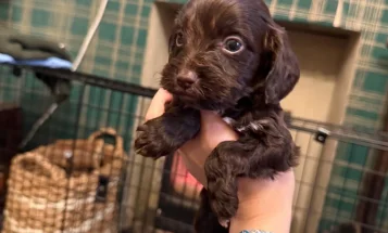 Cockapoo