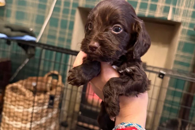 Cockapoo