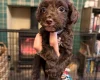 Cockapoo