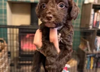 Delilah