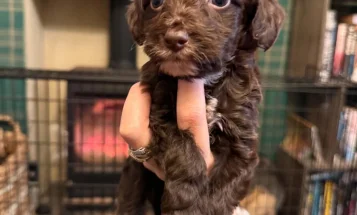 Cockapoo