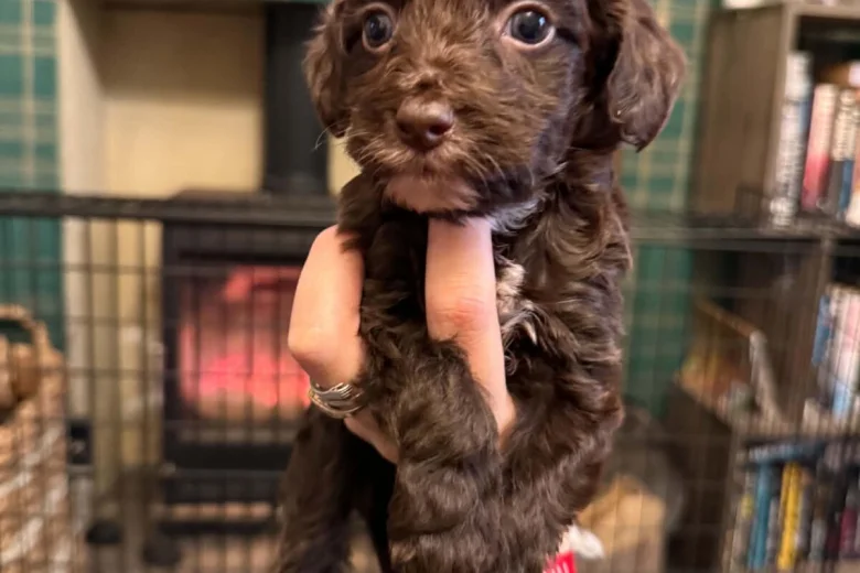 Cockapoo