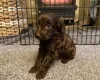 Cockapoo