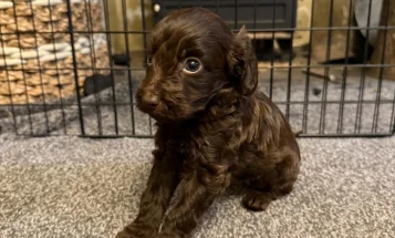 Cockapoo