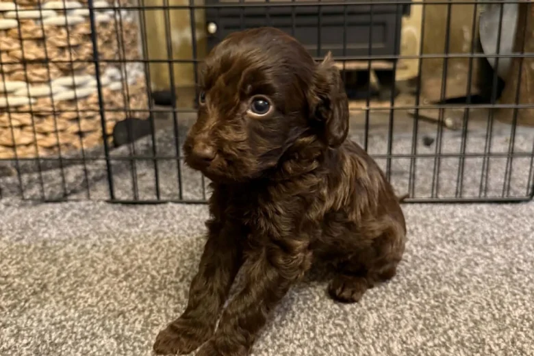 Cockapoo