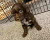 Cockapoo