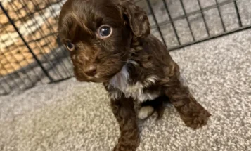 Cockapoo