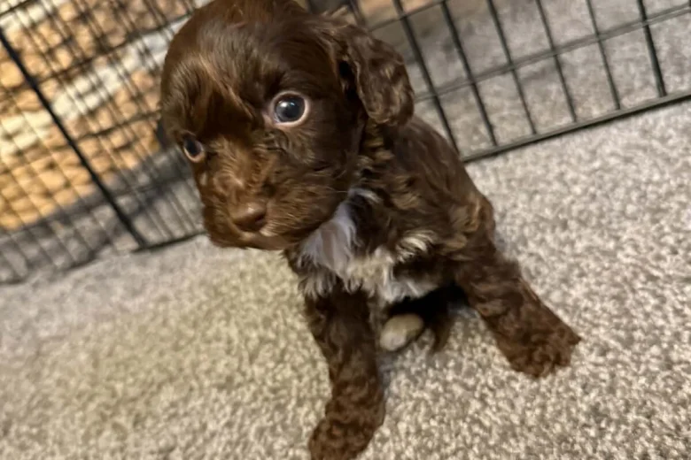 Cockapoo