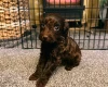 Cockapoo