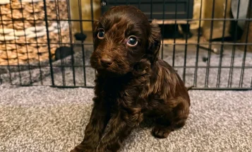 Cockapoo