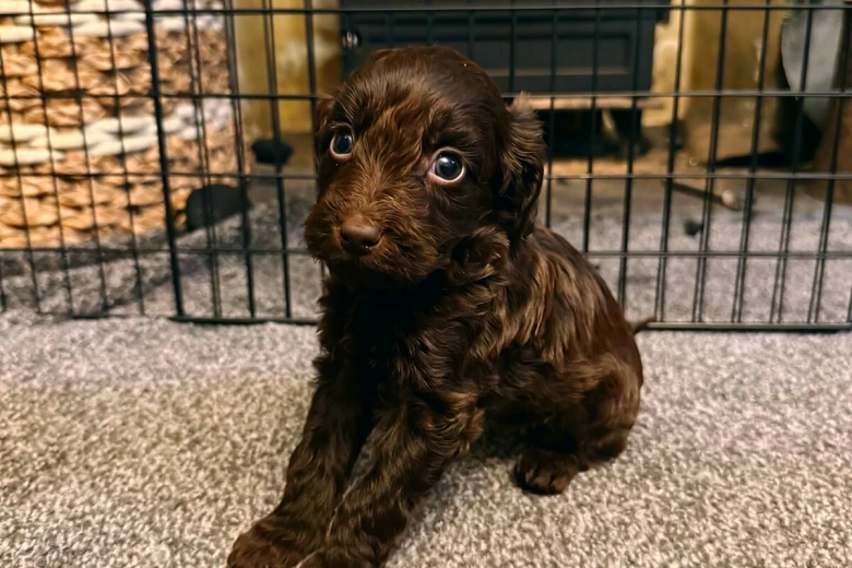 Cockapoo