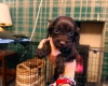 Cockapoo