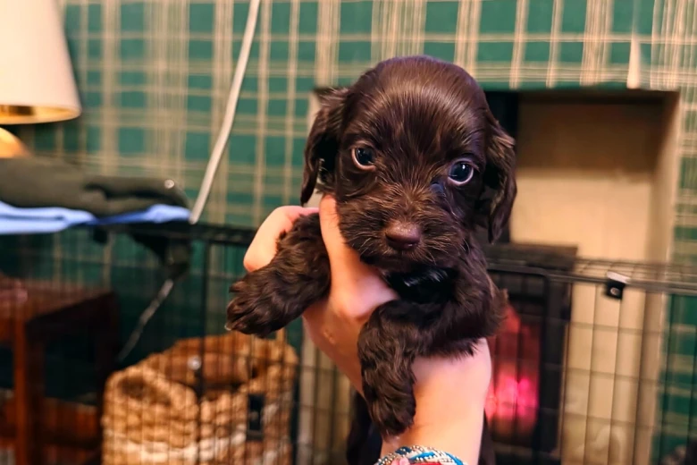 Cockapoo