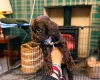 Cockapoo