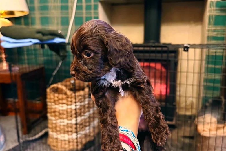 Cockapoo