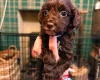 Cockapoo