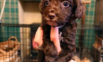 Cockapoo