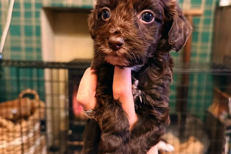 Cockapoo