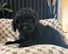 Cockapoo