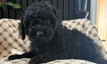 Cockapoo