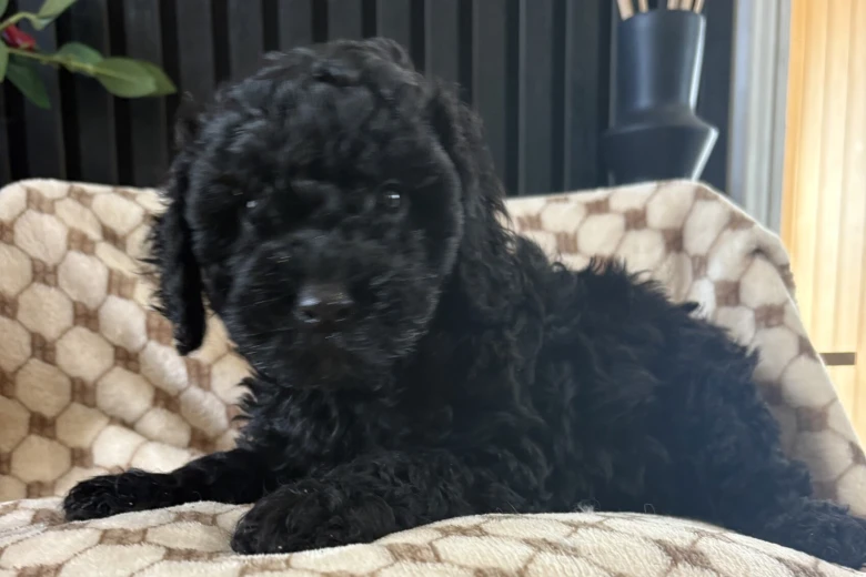 Cockapoo