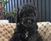 Cockapoo