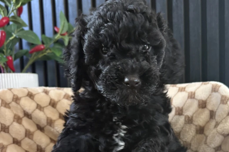 Cockapoo