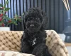 Cockapoo