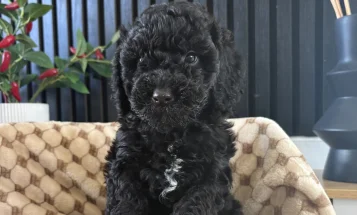 Cockapoo