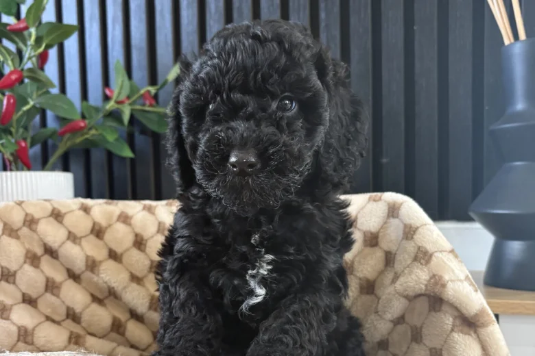 Cockapoo