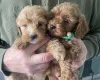 Cockapoo