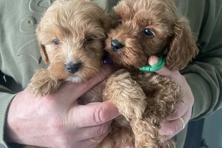 Cockapoo