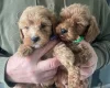 Cockapoo