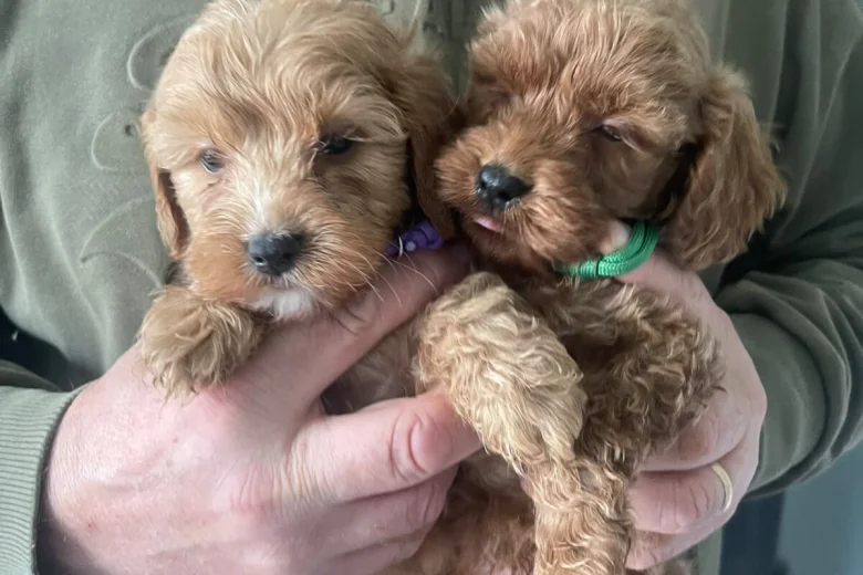 Cockapoo