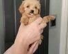 Cockapoo