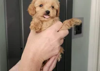 Puppy 4
