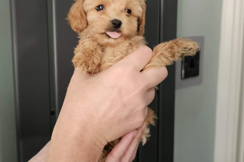 Cockapoo