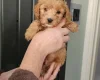 Cockapoo